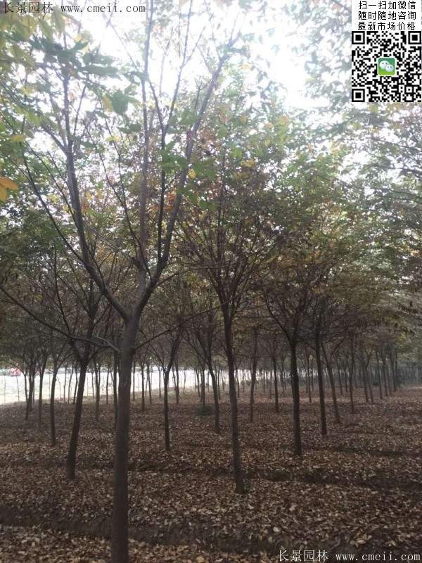 榉树