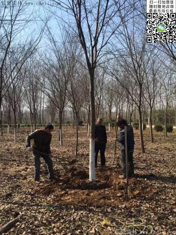 红榉基地的红榉树