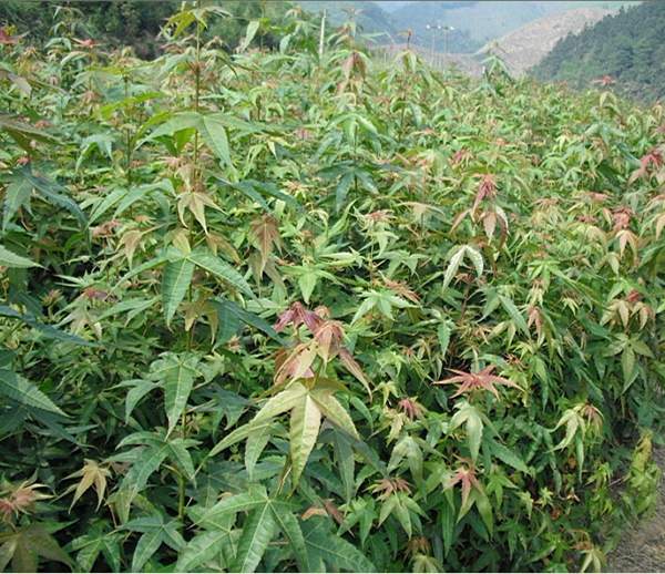 青枫树的优势