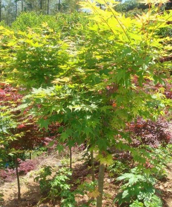 青枫树 青枫树