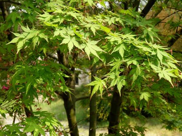 沭阳青枫树 沭阳青枫树