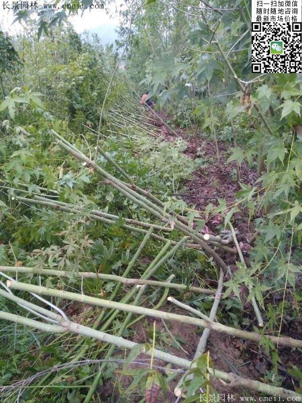 优质青枫树 优质青枫树