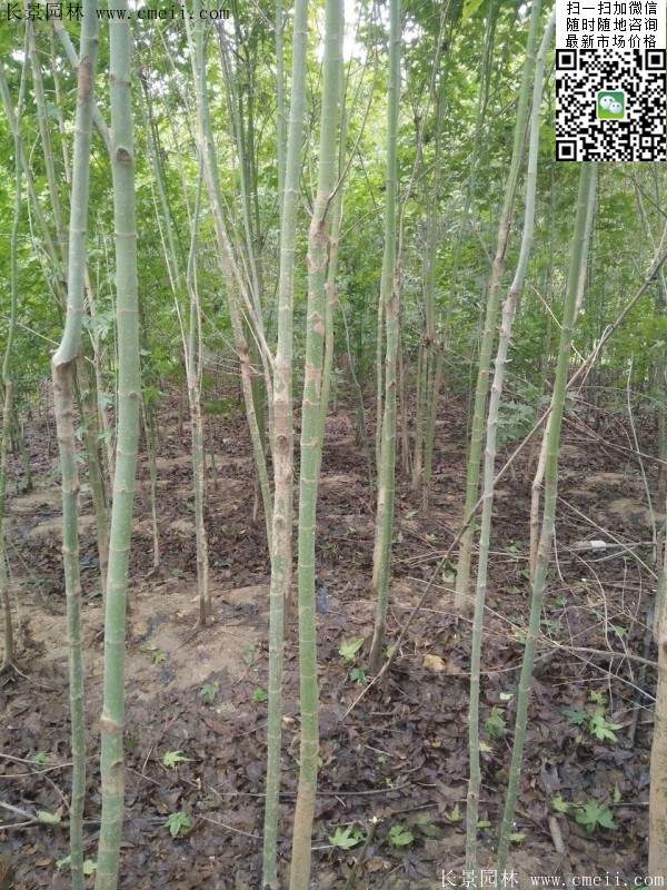 优质青枫树 优质青枫树