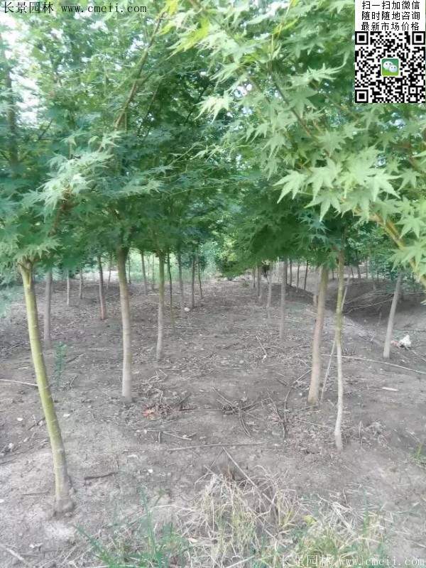 优质青枫树 优质青枫树