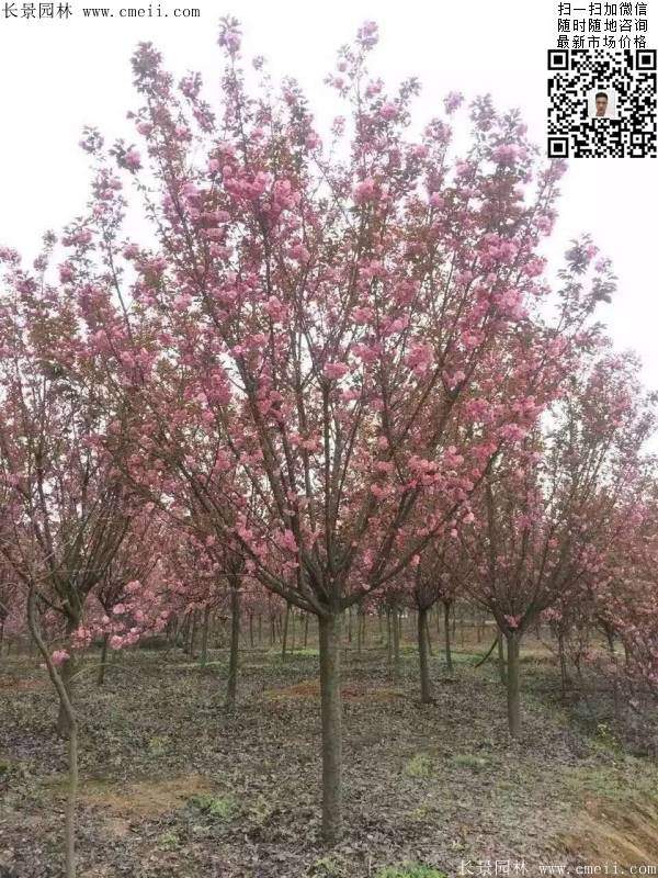 早晚樱花 早晚樱花