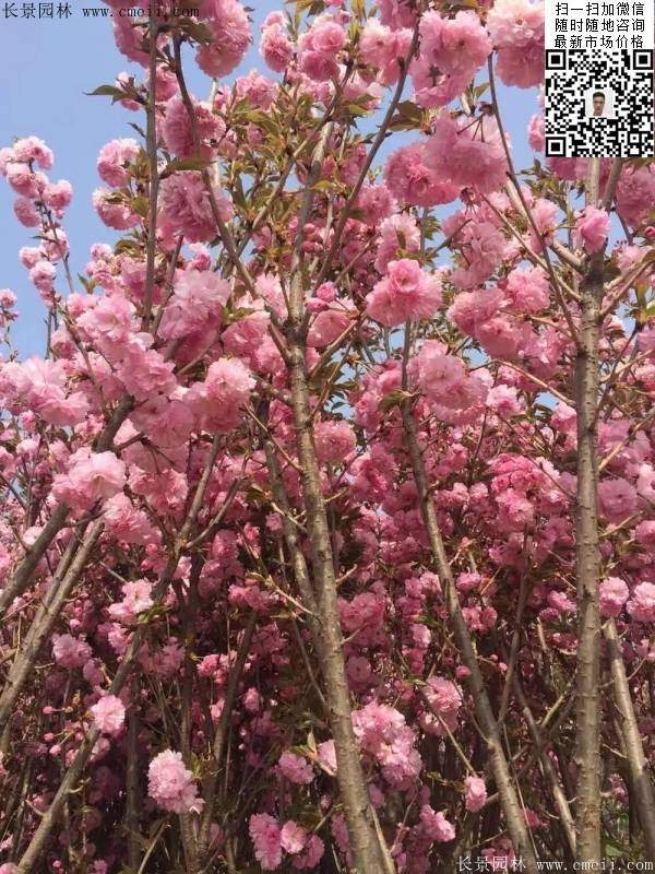 早晚樱花 早晚樱花