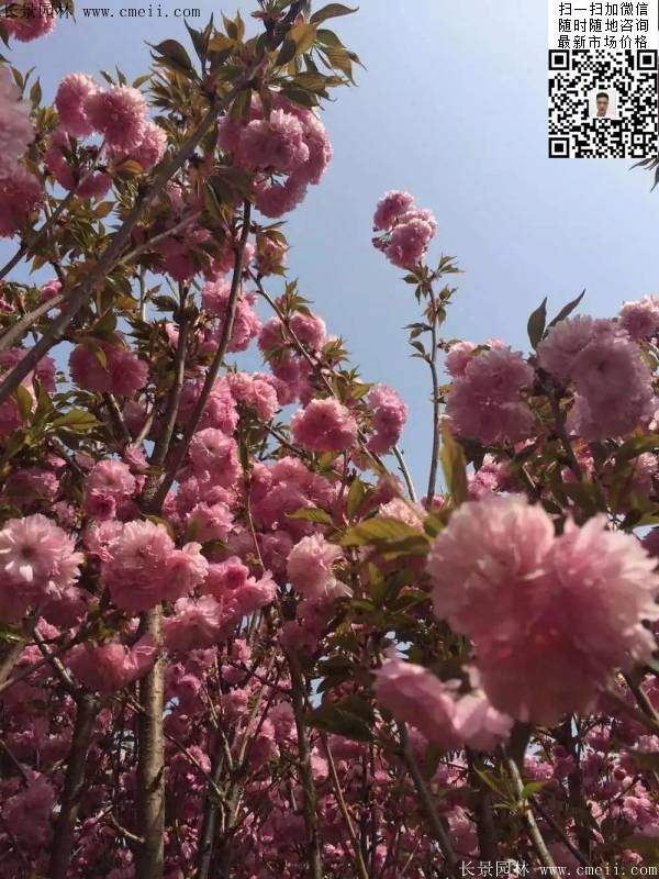 早晚樱花 早晚樱花