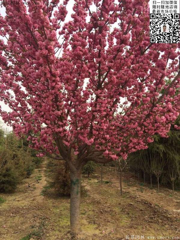 早晚樱花 早晚樱花