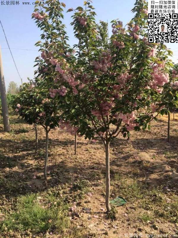 早晚樱花 早晚樱花