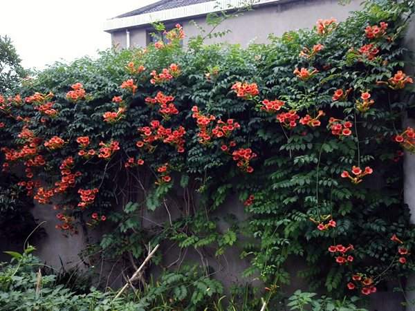 凌霄花花墙