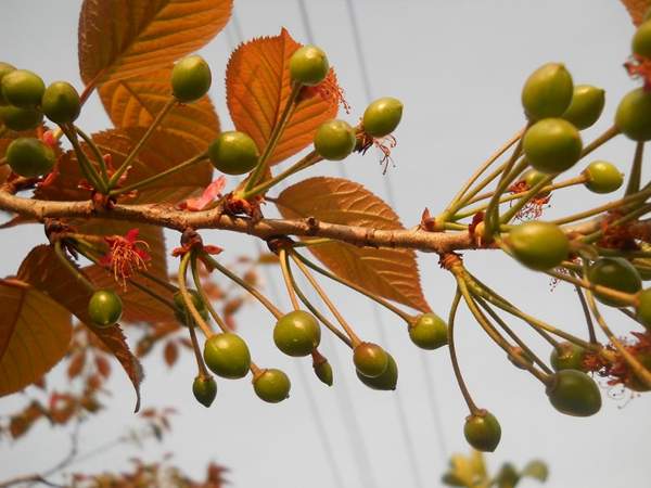 樱花树