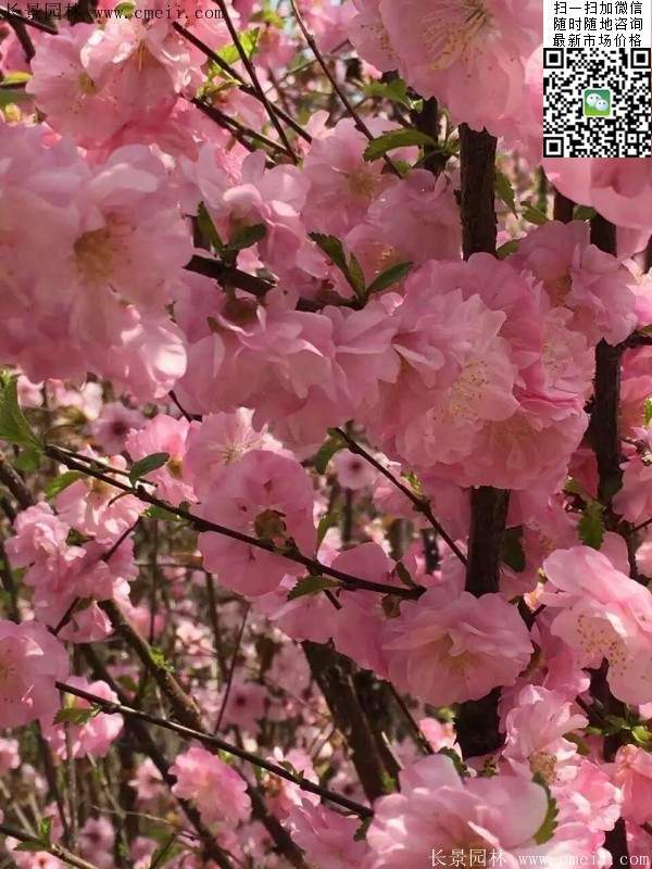 沭阳榆叶梅的价格 沭阳榆叶梅的价格