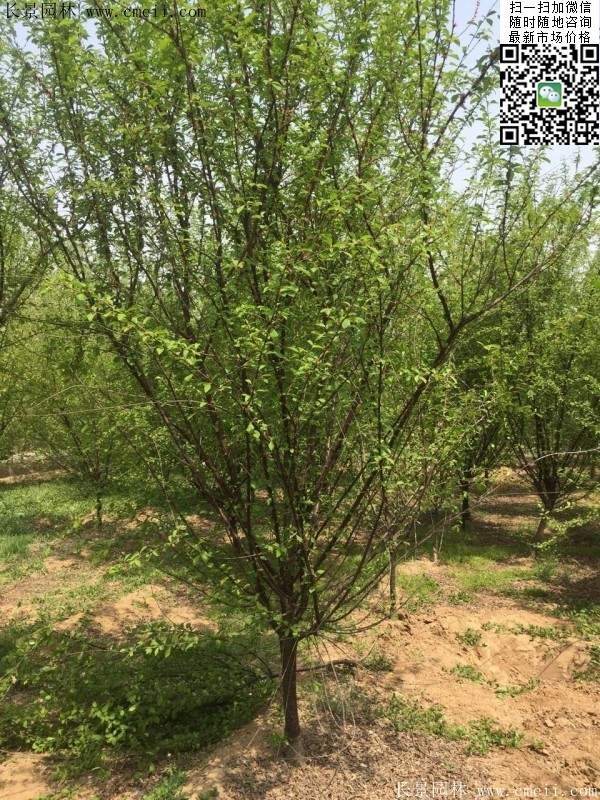 目前市场上的榆叶梅树和丛生榆叶梅哪一款是使用量最多的呢