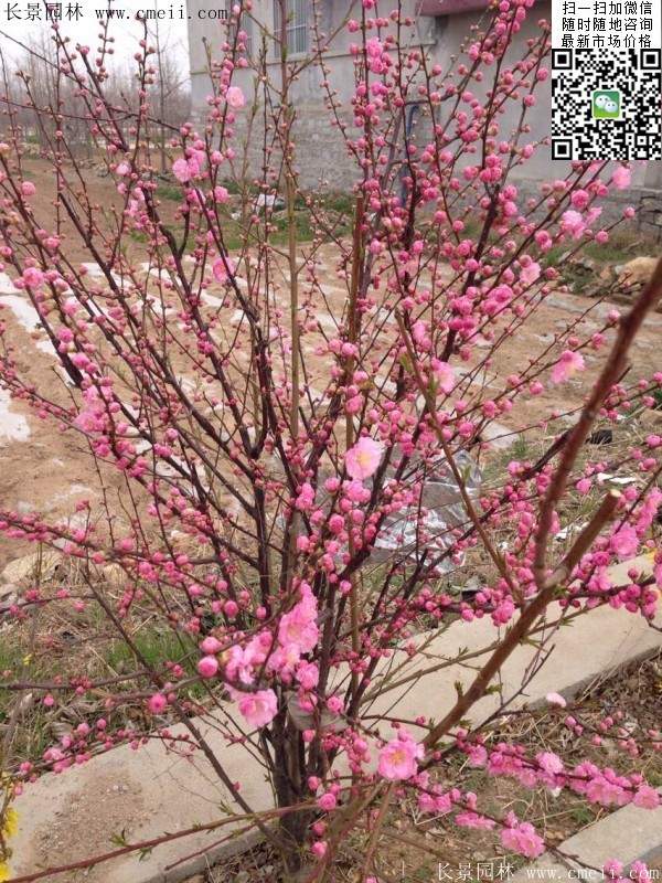 丛生榆叶梅 丛生榆叶梅