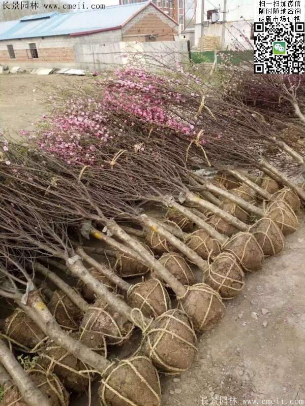 沭阳榆叶梅的价格 沭阳榆叶梅的价格