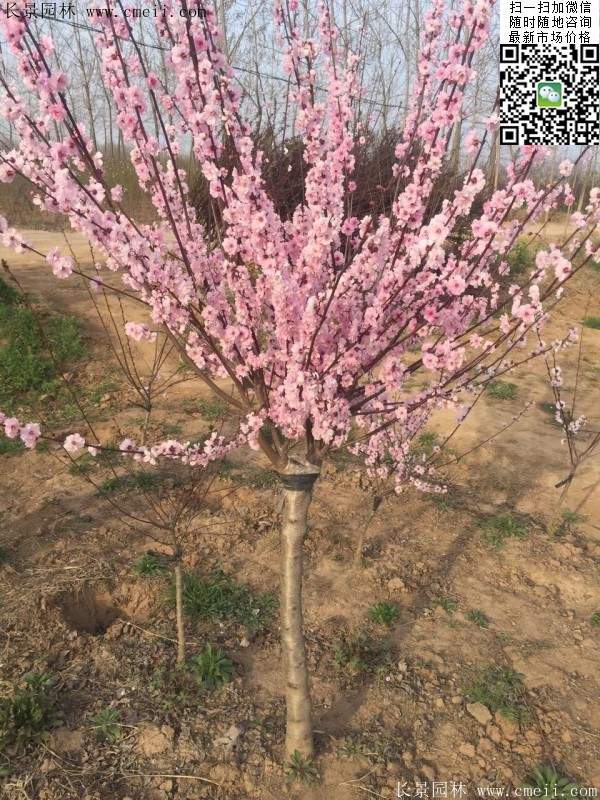 沭阳榆叶梅的价格 沭阳榆叶梅的价格