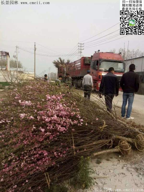 沭阳榆叶梅的价格 沭阳榆叶梅的价格