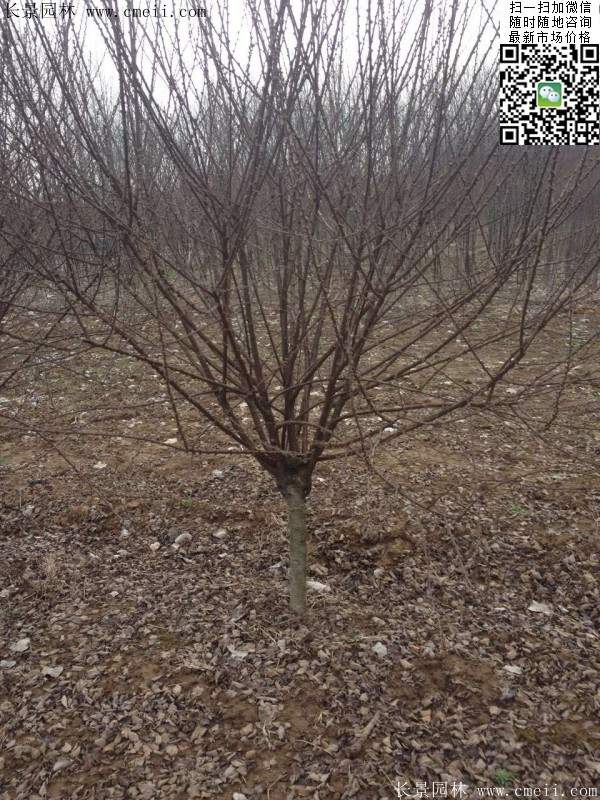 沭阳榆叶梅的价格 沭阳榆叶梅的价格