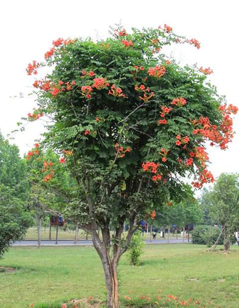 凌霄花树