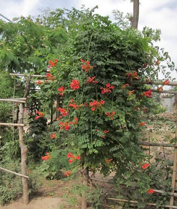 凌霄花树