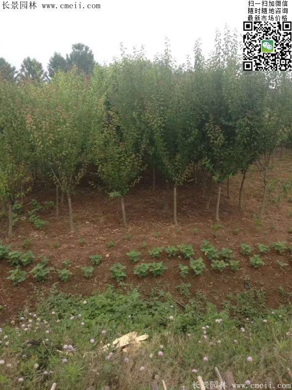 沭阳的榆叶梅树 沭阳的榆叶梅树