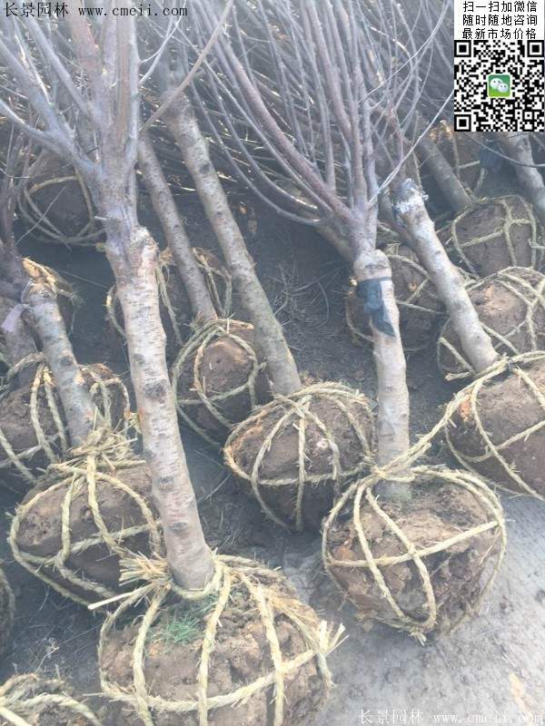 榆叶梅园林绿化 榆叶梅园林绿化