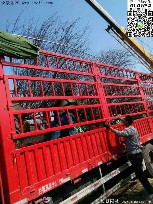 榆叶梅园林绿化 榆叶梅园林绿化