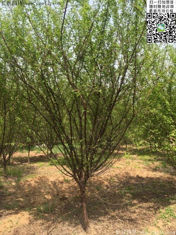 沭阳榆叶梅的价格 沭阳榆叶梅的价格