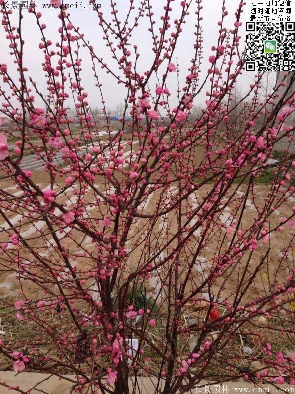 沭阳榆叶梅的价格 沭阳榆叶梅的价格