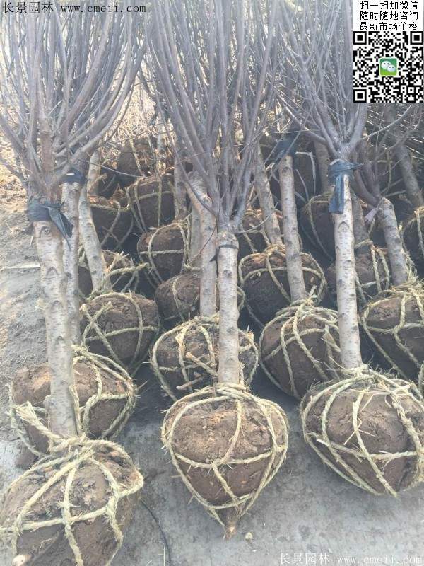 华东榆叶梅树 华东榆叶梅树