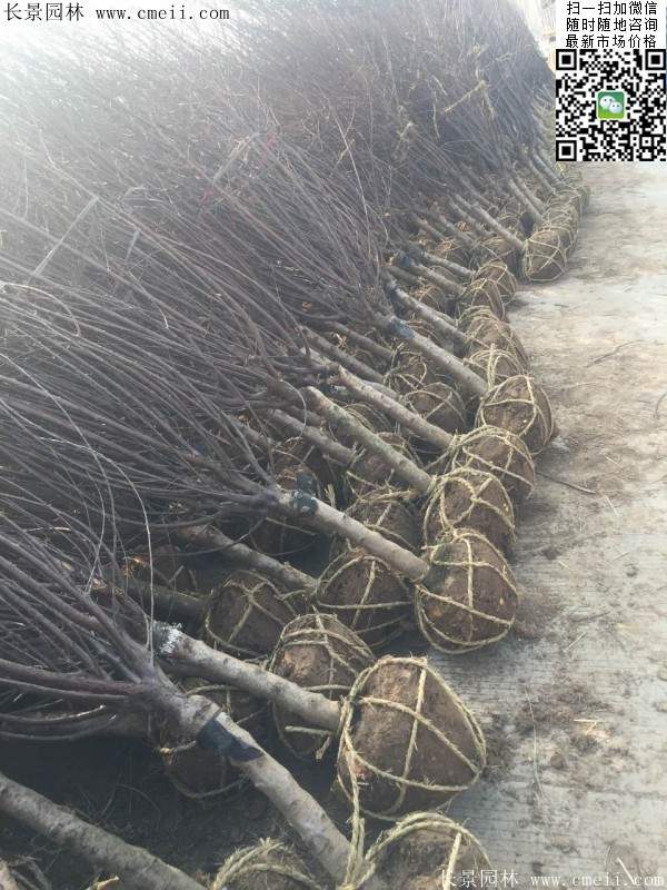 华东榆叶梅树 华东榆叶梅树