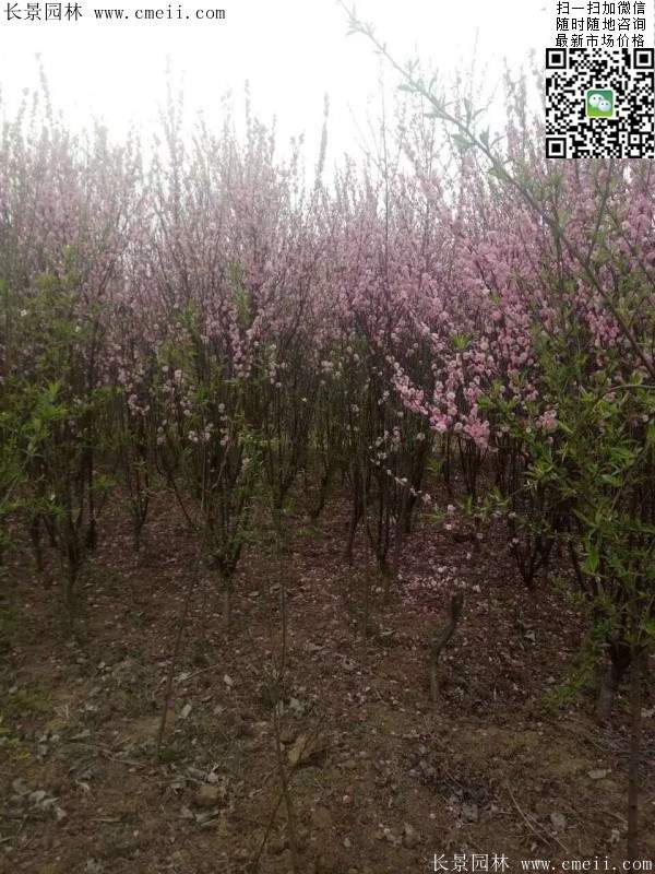 榆叶梅绿化 榆叶梅绿化