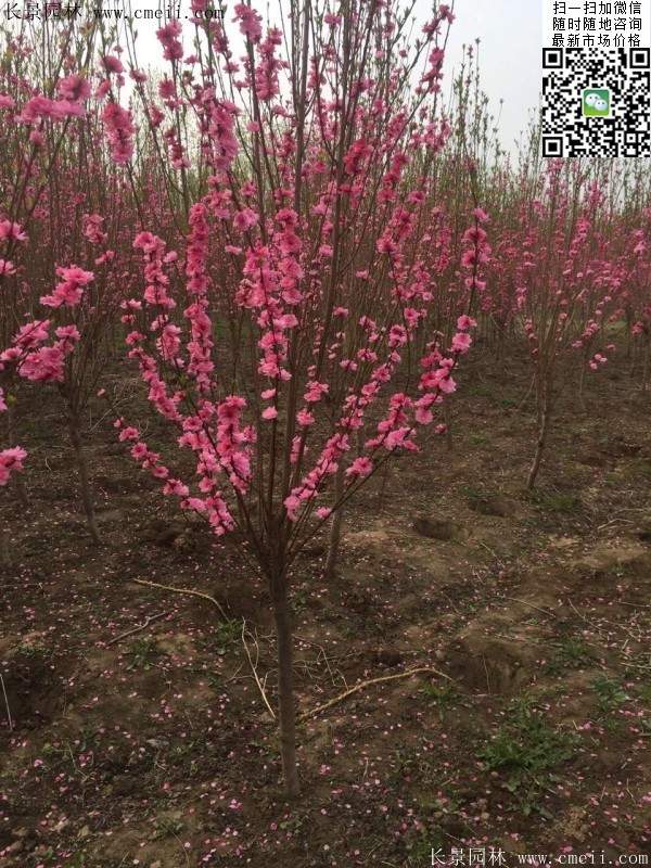 榆叶梅绿化 榆叶梅绿化