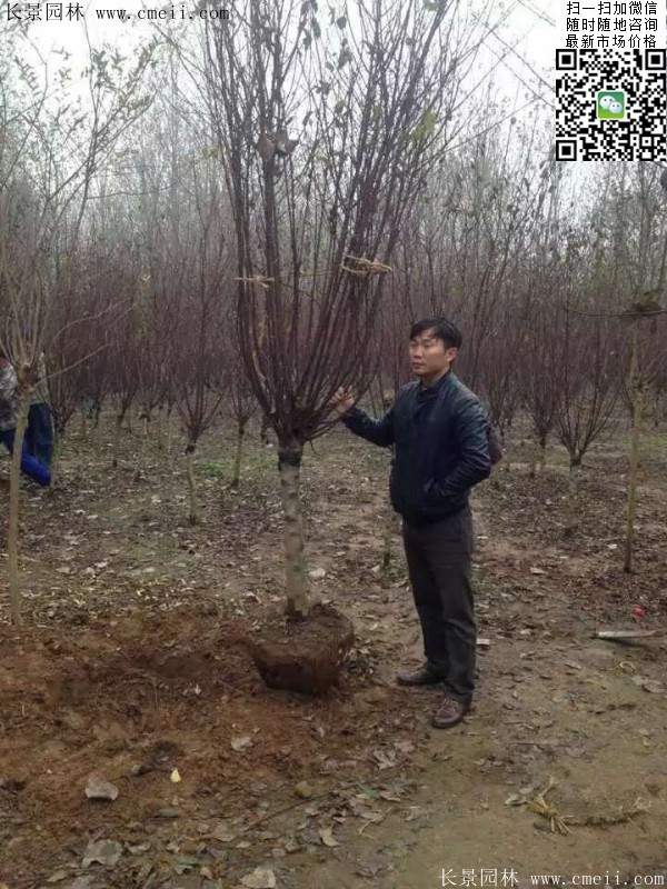 种植榆叶梅 种植榆叶梅
