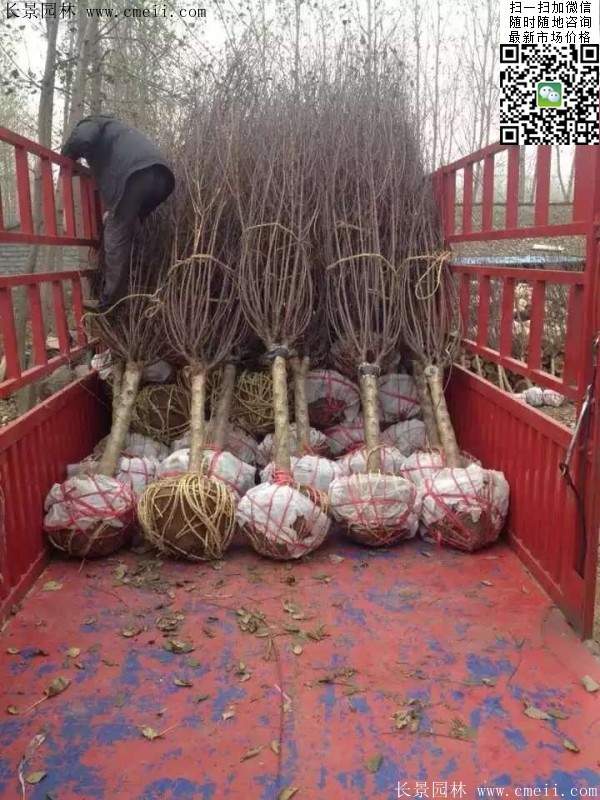 种植榆叶梅 种植榆叶梅
