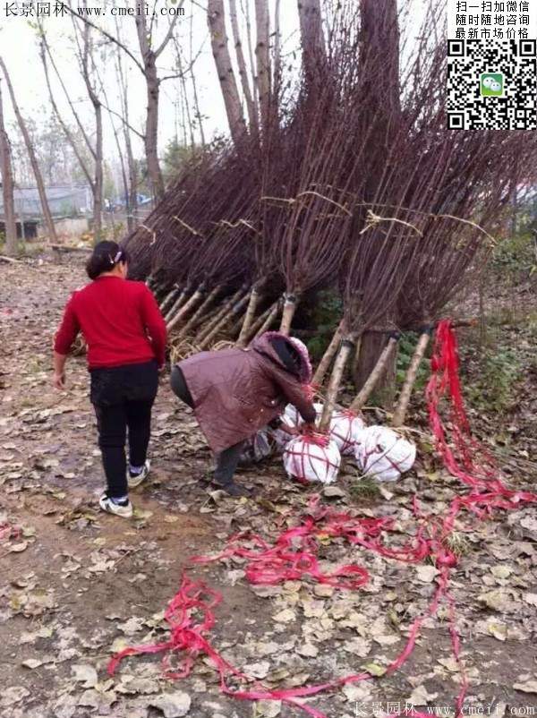 种植榆叶梅 种植榆叶梅