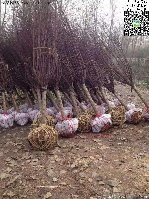 种植榆叶梅 种植榆叶梅
