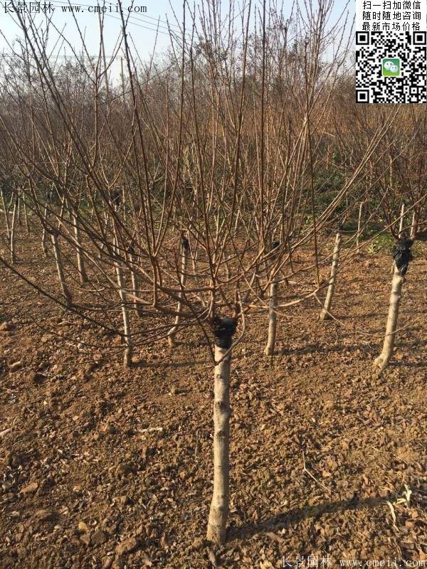 种植榆叶梅 种植榆叶梅