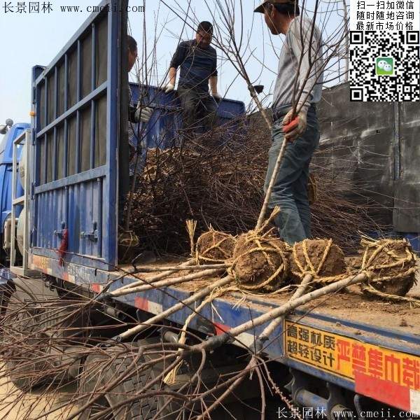 沭阳榆叶梅规格 沭阳榆叶梅规格