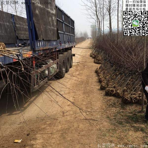 沭阳榆叶梅规格 沭阳榆叶梅规格