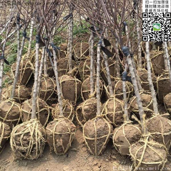 沭阳榆叶梅规格 沭阳榆叶梅规格