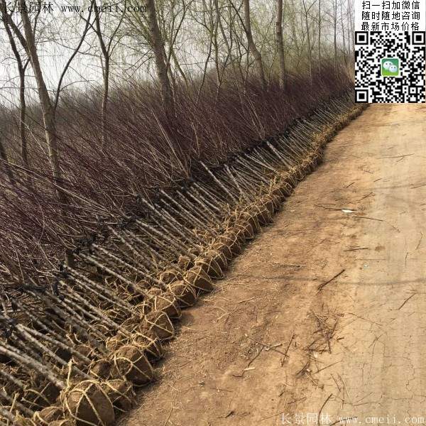 沭阳榆叶梅规格 沭阳榆叶梅规格