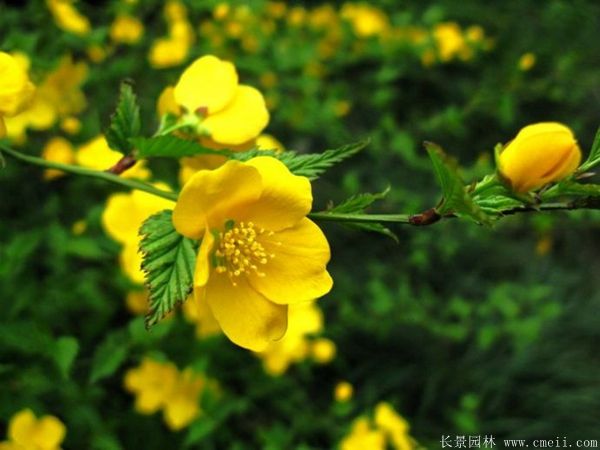 黄花棣棠 黄花棣棠