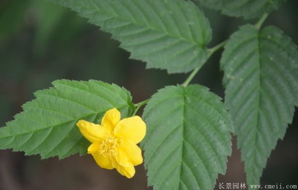 黄花棣棠