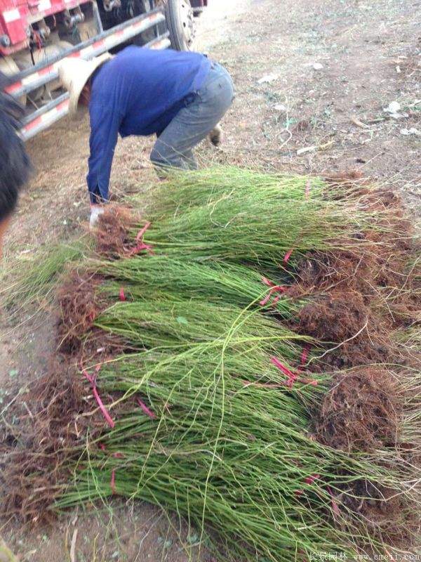 黄花棣棠 黄花棣棠