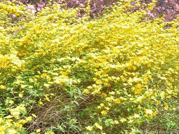 沭阳棣棠花 沭阳棣棠花