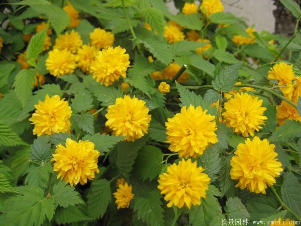 沭阳棣棠花 沭阳棣棠花