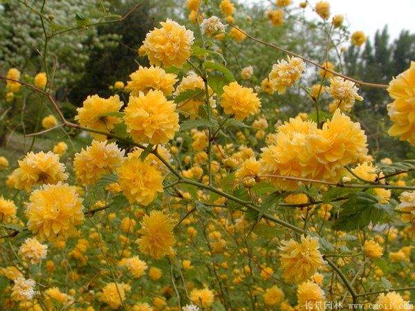 沭阳棣棠花 沭阳棣棠花
