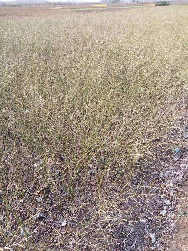 棣棠花产地 棣棠花产地