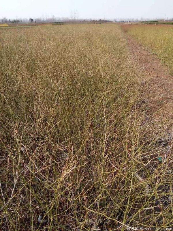 棣棠花产地 棣棠花产地